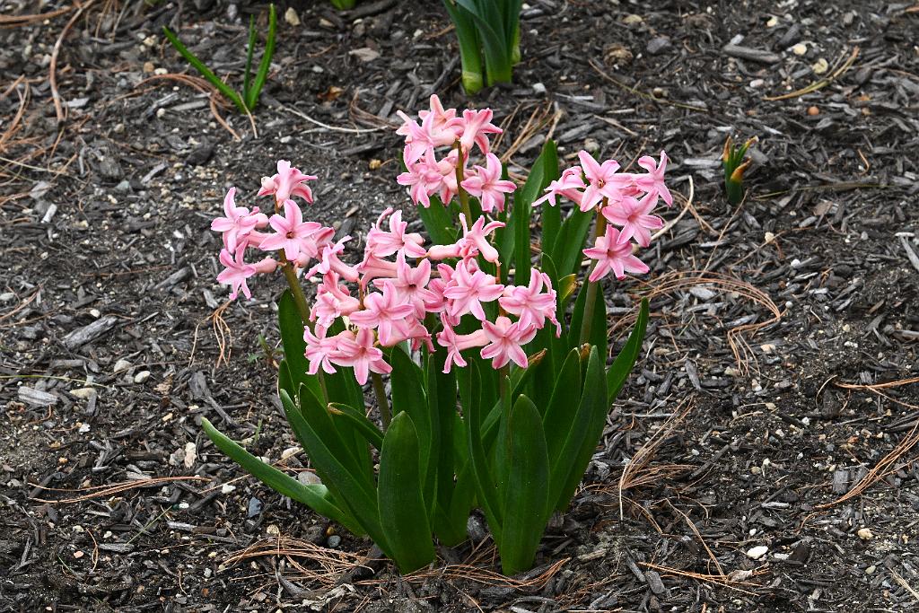 2025-04216456 Tower Hill Botanic Garden, MA.JPG - Hyacinth. New England Botanic Garden at Tower Hill, MA, 4-21-2025